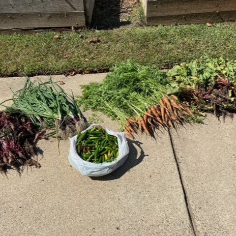 Garden Fall Harvest