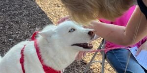 white dog