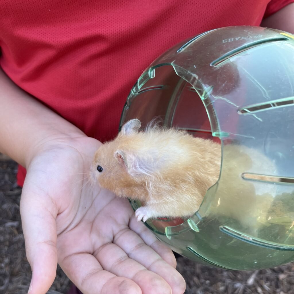 hamster